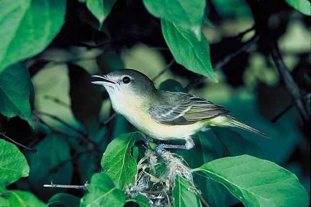 Least Bells Vireo in green leaves