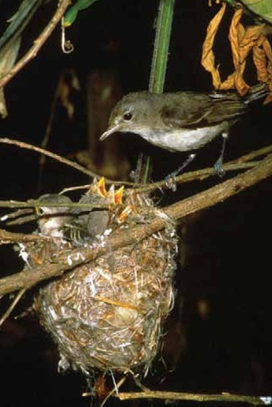 Least Bells Vireo with baby birds in nest 