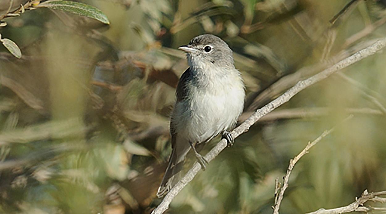 Covered Species Spotlight: Least Bell’s Vireo (Vireo bellii pusillus ...